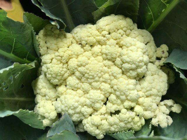 Povrće koje je izvor holina i vitamina C, najbitnije za nervni sistem i dovoljna jedna šolja